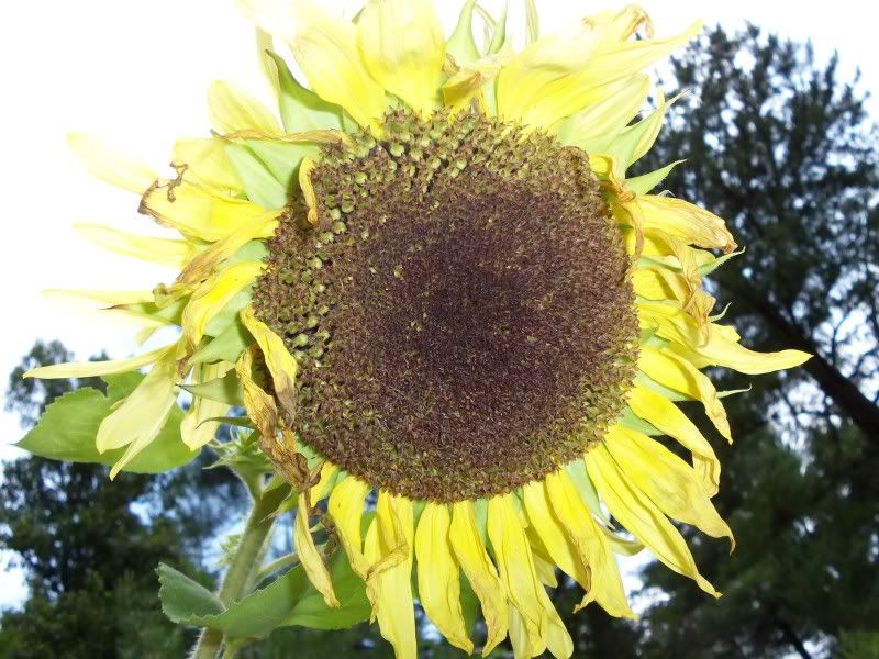 why-do-sunflowers-bloom-then-rapidly-lose-petals-helpfulgardener